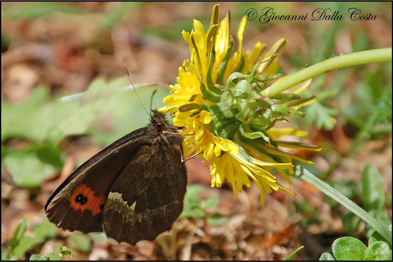 Erebia da identificare 3